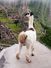 Machu Picchu (c) Schuyler Shepherd